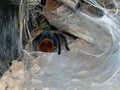 Tarantula in a Web Royalty Free Stock Photo