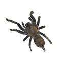 Tarantula on a white background