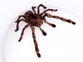 Tarantula on White Spherical Surface