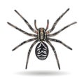 Tarantula wolf spider