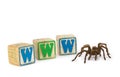 Tarantula with WWW blocks Royalty Free Stock Photo