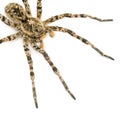 Tarantulas spider Royalty Free Stock Photo