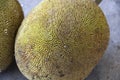 Tarap fruit of Borneo Malaysia. Asian fruit concept Royalty Free Stock Photo