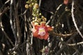 Tarapan Canonball Tree, couroupita guianensis, Irinoco Delta in Venezuela Royalty Free Stock Photo
