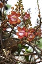 Tarapan Canonball Tree, couroupita guianensis, Irinoco Delta in Venezuela Royalty Free Stock Photo