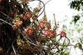 Tarapan Canonball Tree, couroupita guianensis, Irinoco Delta in Venezuela Royalty Free Stock Photo