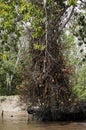 Tarapan Canonball Tree, couroupita guianensis, Irinoco Delta in Venezuela Royalty Free Stock Photo