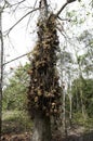 Tarapan Canonball Tree, couroupita guianensis, Irinoco Delta in Venezuela Royalty Free Stock Photo