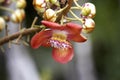 Tarapan Canonball Tree, couroupita guianensis, Irinoco Delta in Venezuela Royalty Free Stock Photo