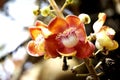 Tarapan Canonball Tree, couroupita guianensis, Irinoco Delta in Venezuela Royalty Free Stock Photo