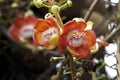 Tarapan Canonball Tree, couroupita guianensis, Irinoco Delta in Venezuela Royalty Free Stock Photo