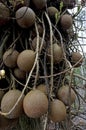 Tarapan Canonball Tree, couroupita guianensis, Irinoco Delta in Venezuela Royalty Free Stock Photo