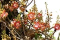 Tarapan Canonball Tree, couroupita guianensis, Orinoco Delta in Venezuela Royalty Free Stock Photo