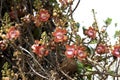 Tarapan Canonball Tree, couroupita guianensis, Orinoco Delta in Venezuela Royalty Free Stock Photo