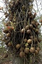 Tarapan Canonball Tree, couroupita guianensis, Orinoco Delta in Venezuela Royalty Free Stock Photo