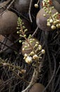 Tarapan Canonball Tree, couroupita guianensis, Orinoco Delta in Venezuela Royalty Free Stock Photo