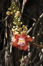 TARAPAN CANONBALL TREE couroupita guianensis, ORINOCO DELTA IN VENEZUELA Royalty Free Stock Photo