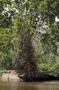 TARAPAN CANONBALL TREE couroupita guianensis, ORINOCO DELTA IN VENEZUELA Royalty Free Stock Photo