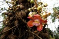 TARAPAN CANONBALL TREE couroupita guianensis, ORINOCO DELTA IN VENEZUELA Royalty Free Stock Photo