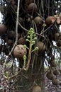 TARAPAN CANONBALL TREE couroupita guianensis, ORINOCO DELTA IN VENEZUELA Royalty Free Stock Photo