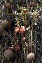 Tarapan Canonball Tree, couroupita guianensis, Orinoco Delta in Venezuela Royalty Free Stock Photo