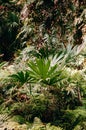 Taraw palm Livistona saribus and lush green tropical forest at Wat Pa Kham Chanod, Buddhist Temple in Udon Thani, Thailand