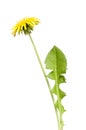 Taraxacum