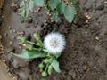 Taraxacum, common dandelion The mature seeds are attached to white,fluffy parachute which easily detach and dispers