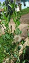 Taraxacum or dandelion flower in housing Royalty Free Stock Photo