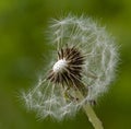 Pappus Taraxacum Dandelion seedhead flower in focus