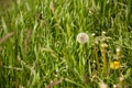 Taraxacum, dandelion seedhead in green grass Royalty Free Stock Photo