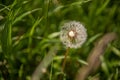 Taraxacum, dandelion seedhead in green grass Royalty Free Stock Photo
