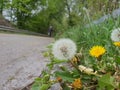 Taraxacum erythrospermum, platycarpum plant, seeds