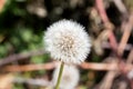 Taraxacum is a large genus of flowering plants