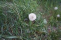 Dandelion flower seedhead. Berlin, Germany