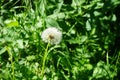 Dandelion flower seedhead. Berlin, Germany