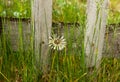 Taraxacum is a large genus of flowering plants in the family Asteraceae, which consists of species commonly known as dandelions