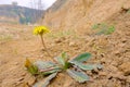 Wild flowers in spring