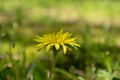 Taraxacum mongolicum Hand.-Mazz.