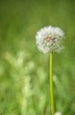 Taraxacum officinale