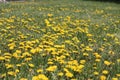 Taraxacum officinale as common dandelion commonly known as dandelion. In Polish it is known as \