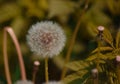 Taraxacum officinale as a dandelion or common dandelion commonly known as dandelion. This time in the form of a blower