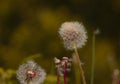 Taraxacum officinale as a dandelion or common dandelion commonly known as dandelion. This time in the form of a blower
