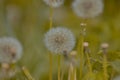 Taraxacum officinale as a dandelion or common dandelion commonly known as dandelion. This time in the form of a blower