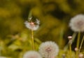 Taraxacum officinale as a dandelion or common dandelion commonly known as dandelion. This time in the form of a blower