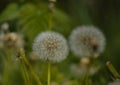 Taraxacum officinale as a dandelion or common dandelion commonly known as dandelion. This time in the form of a blower