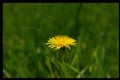 Taraxacum officinale as a dandelion or common dandelion . In Polish it is known as \