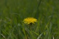 Taraxacum officinale as a dandelion or common dandelion . In Polish it is known as \