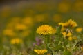 Taraxacum officinale as a dandelion or common dandelion . In Polish it is known as \