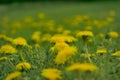 Taraxacum officinale as a dandelion or common dandelion . In Polish it is known as \